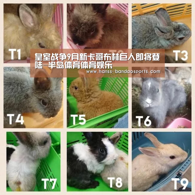 半岛体育体育网